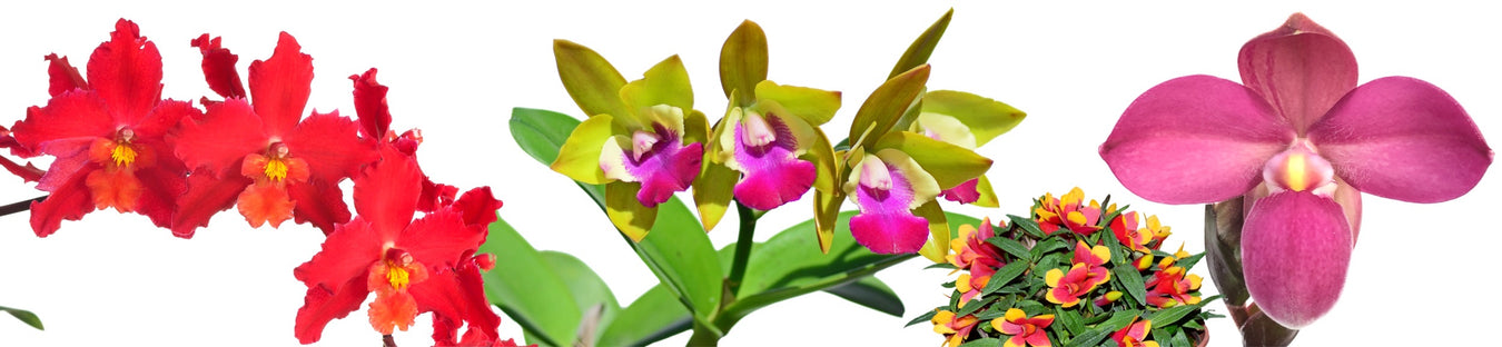 Orchid hybrids