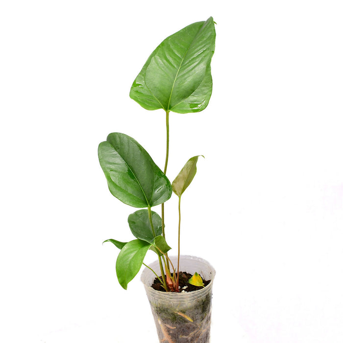 Anthurium pedatum (seedling)
