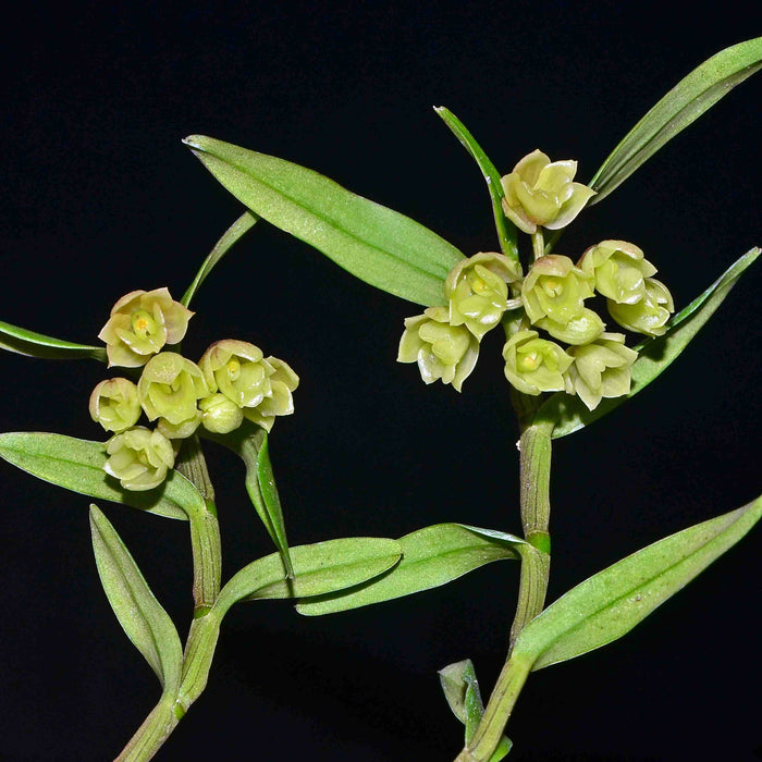 Epidendrum globiflorum