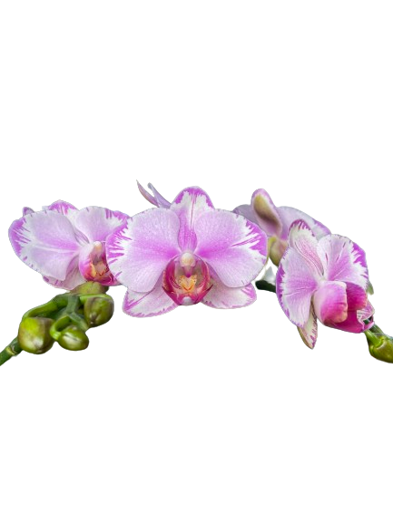 Phalaenopsis Fong Tien´s Amapearl ´Clone Pearl CL913G´