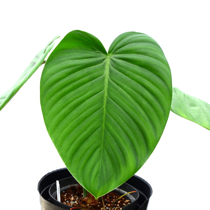 Philodendron colombianum