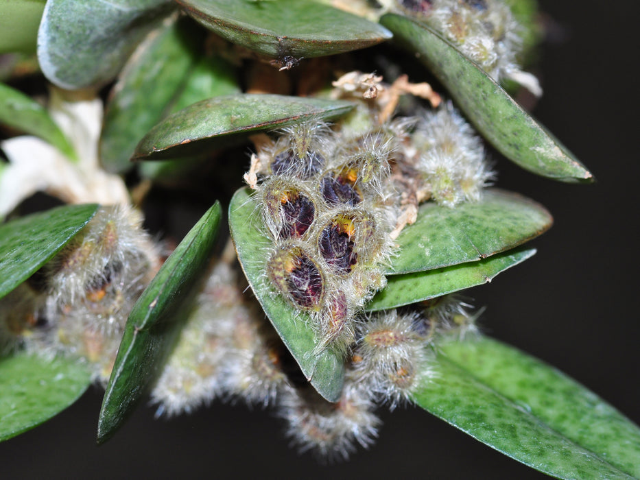 Acianthera crinita