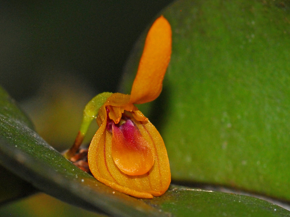 Acianthera discophylla