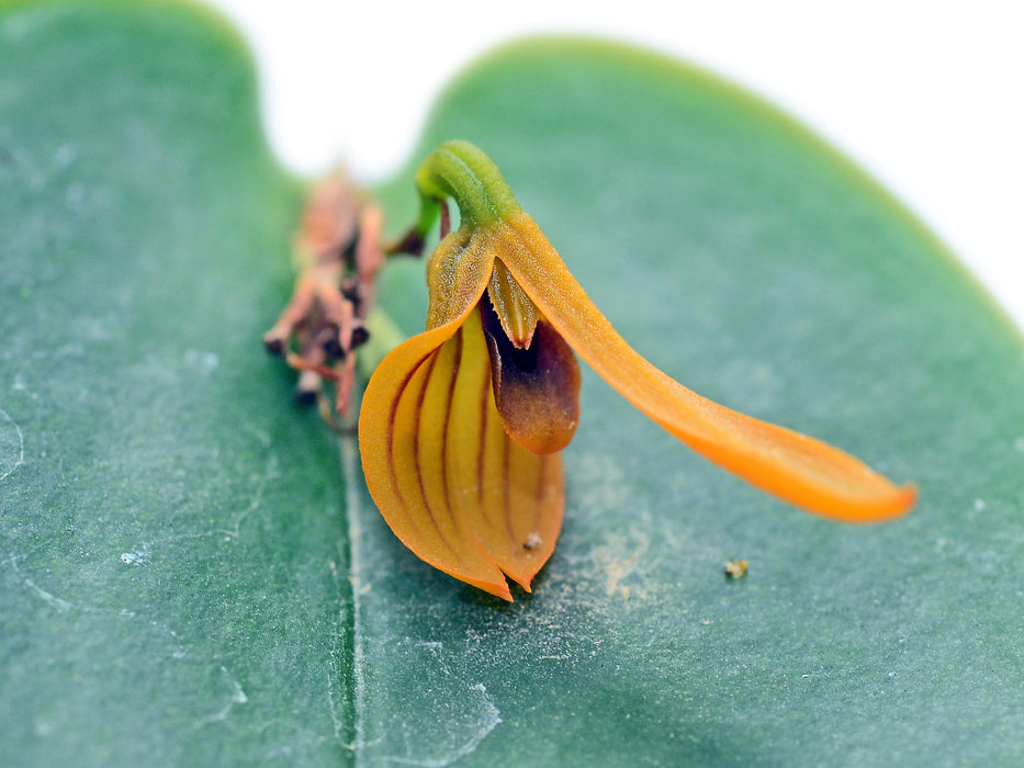 Acianthera discophylla