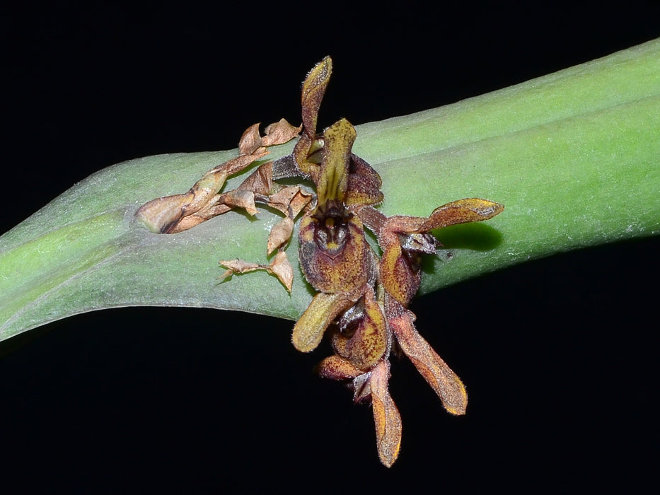 Acianthera pantasmoides