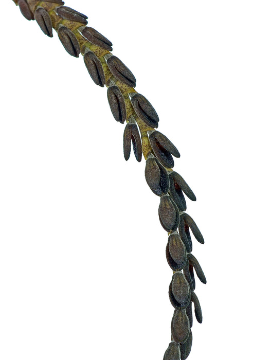 Acianthera saurocephala