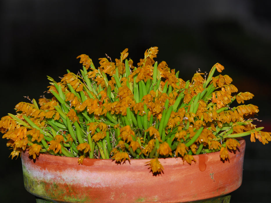 Acianthera sonderiana ´Gigi`