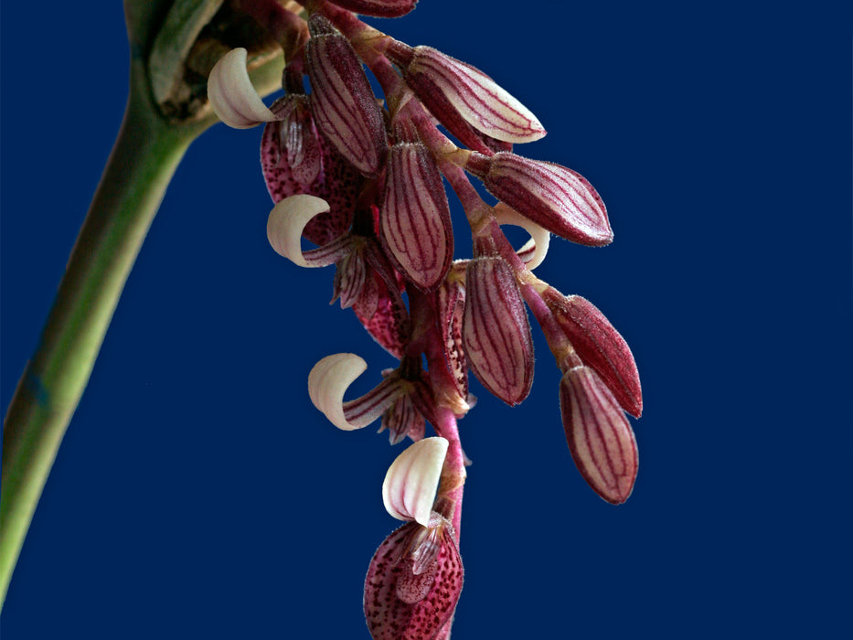 Acianthera strupifolia