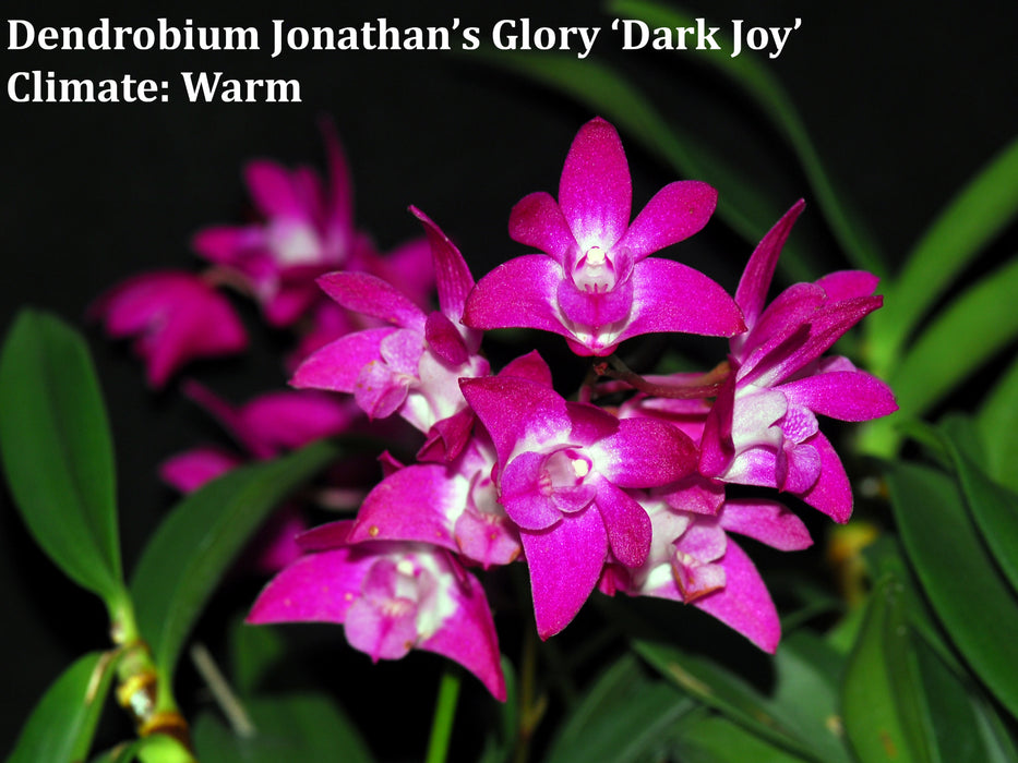 Dendrobium Jonathan’s Glory ‘Dark Joy'
