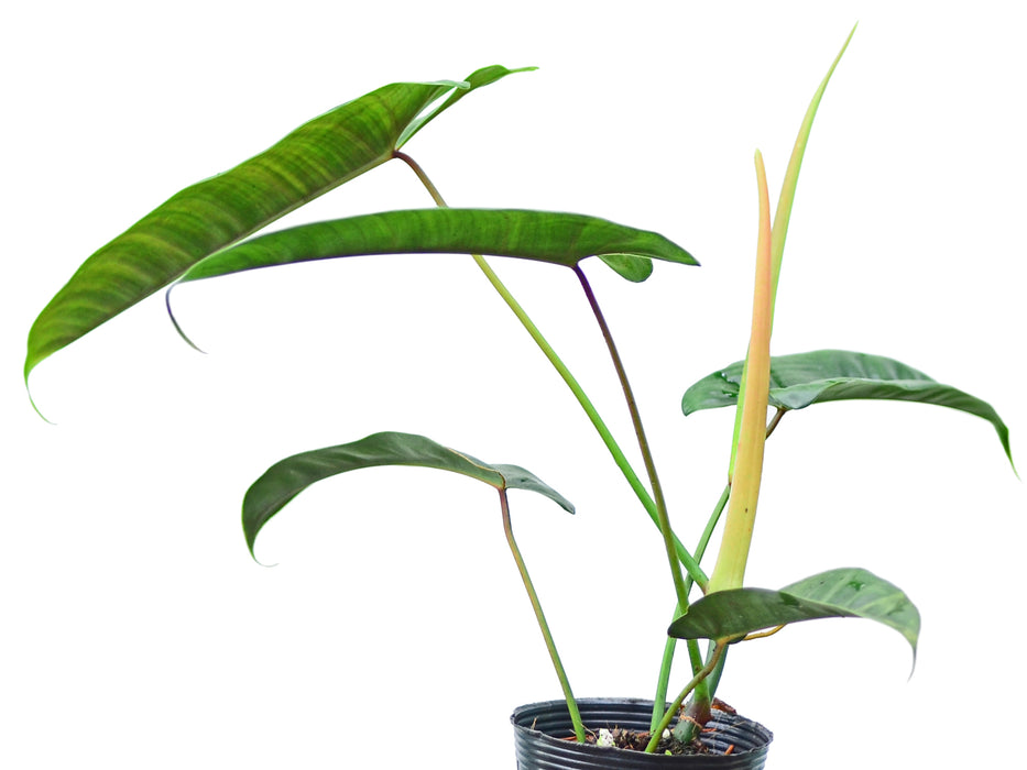 Philodendron Felix