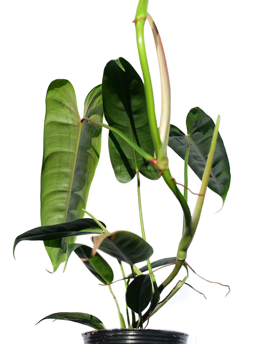 Philodendron Felix