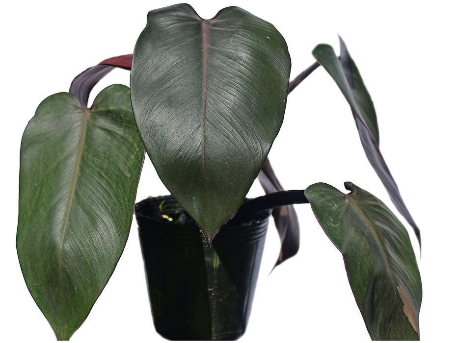 Philodendron Majesty