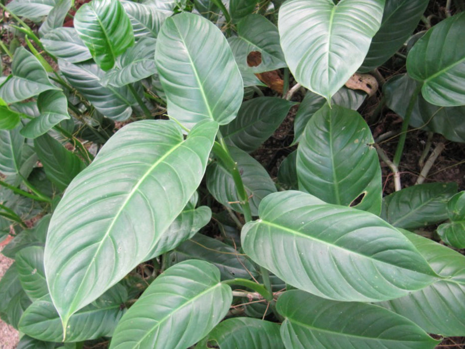 Philodendron angustialatum