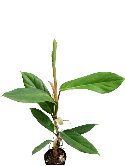 Philodendron baudoense 'Amazona'