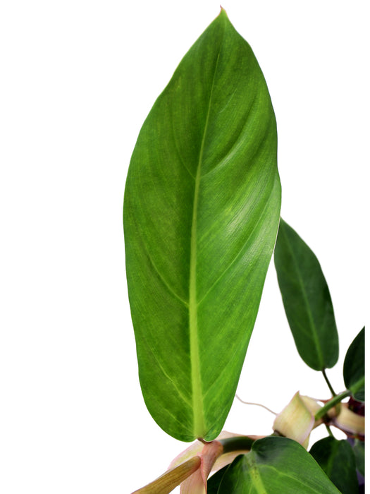 Philodendron baudoense 'Amazona'