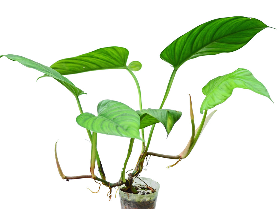 Philodendron ernestii
