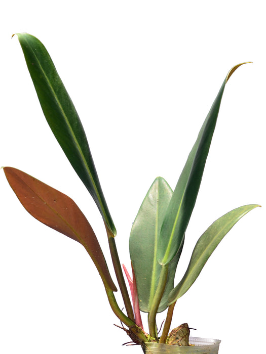Philodendron ruizii