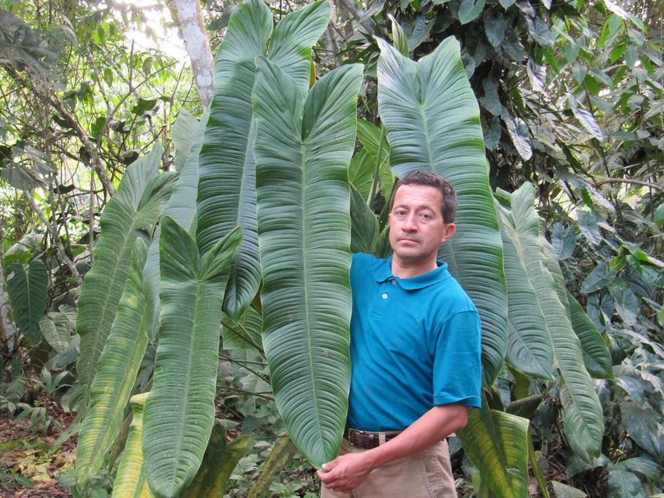 Philodendron sharoniae