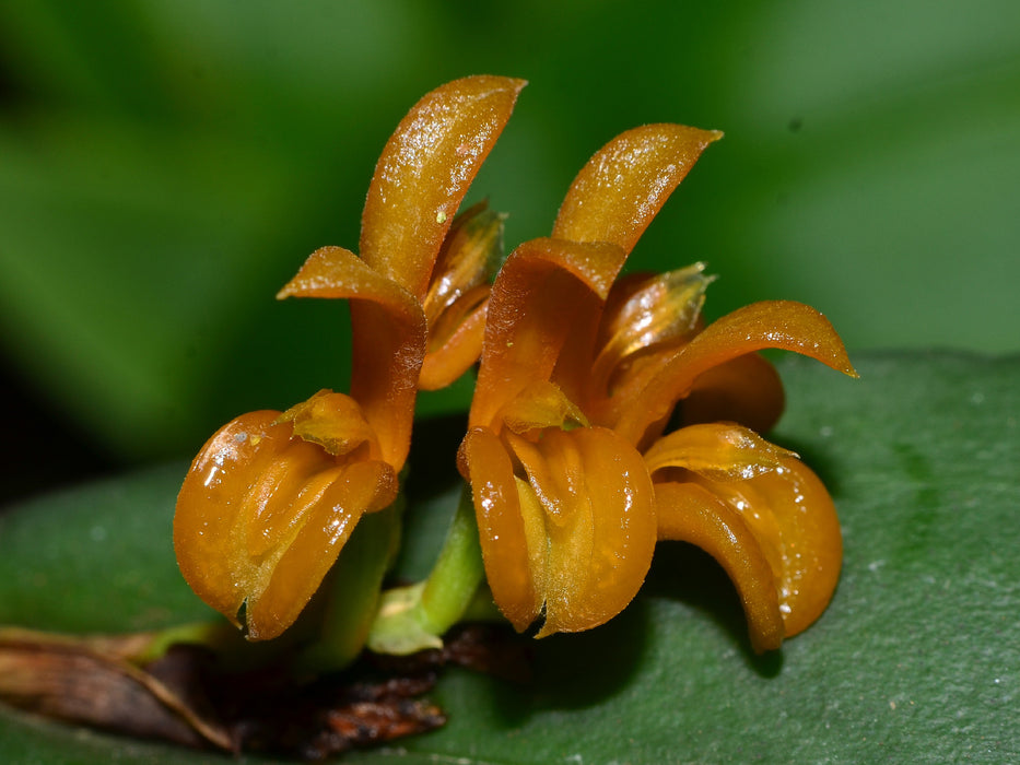 Acianthera scalpricaulis