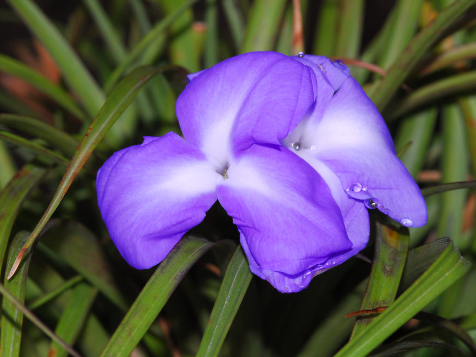 Tillandsia umbellata violet