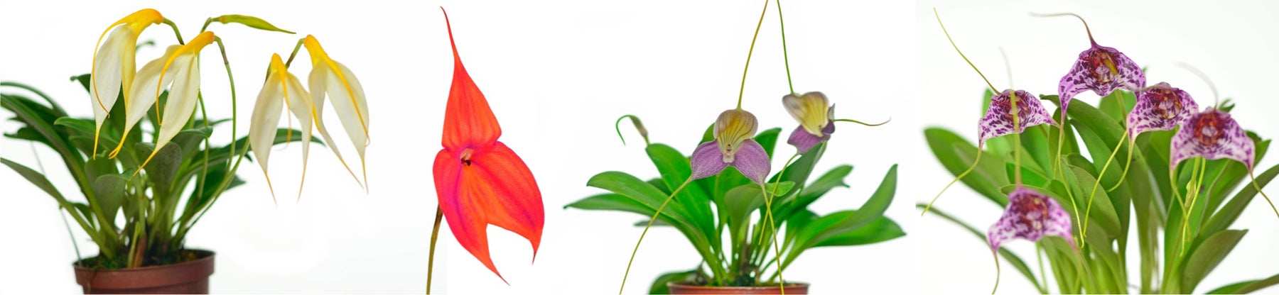 Masdevallia Genus