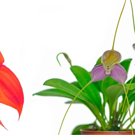 Masdevallia Genus