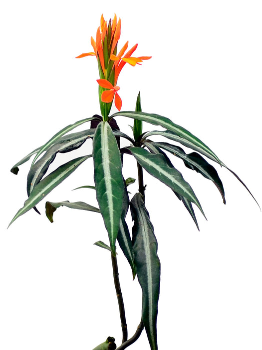 Aphelandra aurantiaca var. nitens