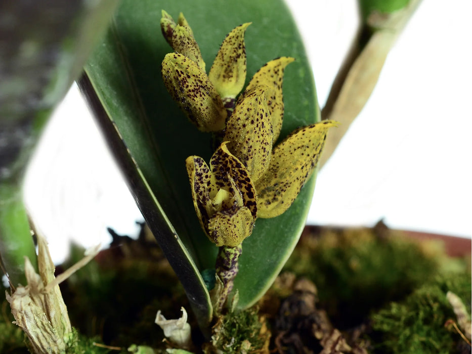 Acianthera johnsonii