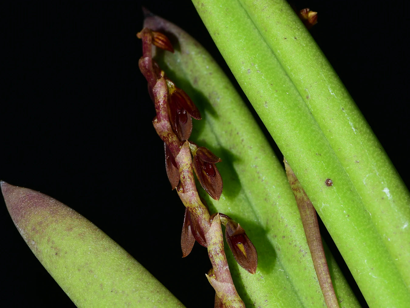 Acianthera