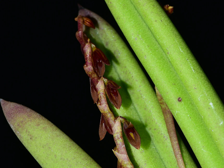 Acianthera teres