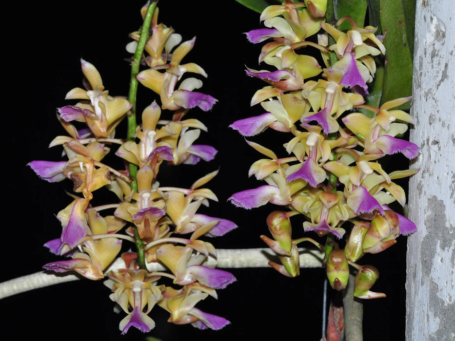 Aerides houlletiana