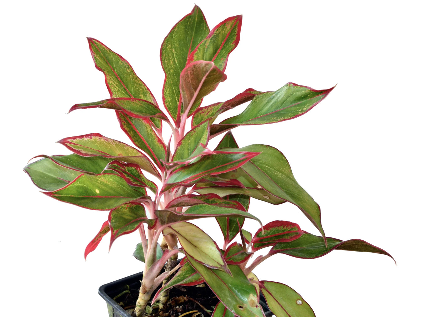 Aglaonema