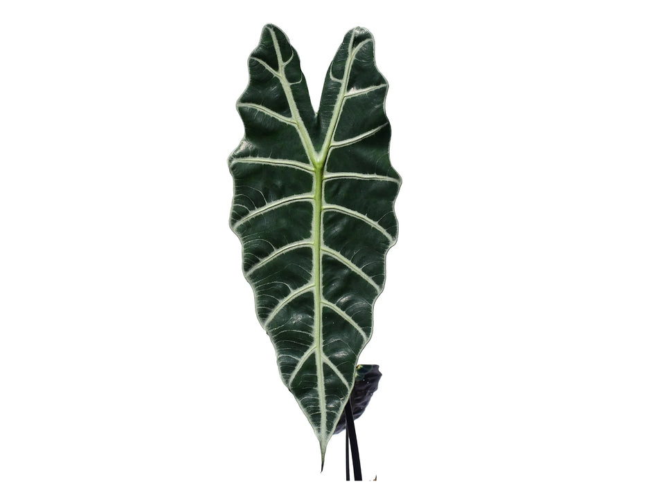 Alocasia sanderiana