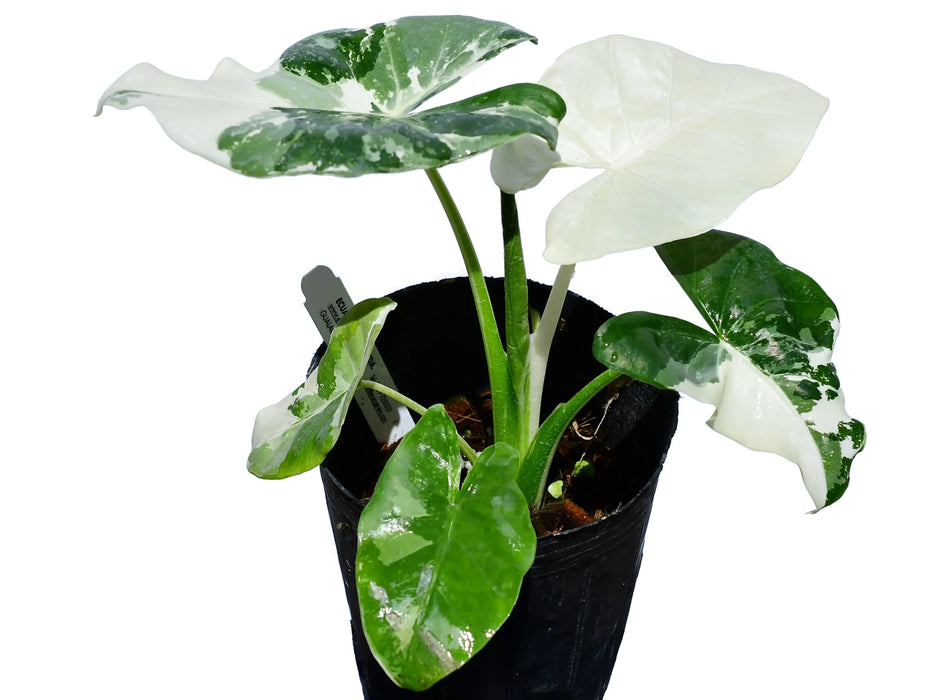 Alocasia macrorrhiza variegata