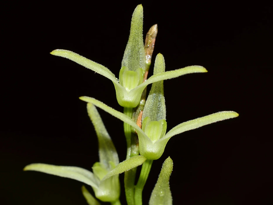 Anathallis acuminata flavescens