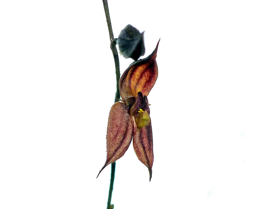 Andinia dielsii