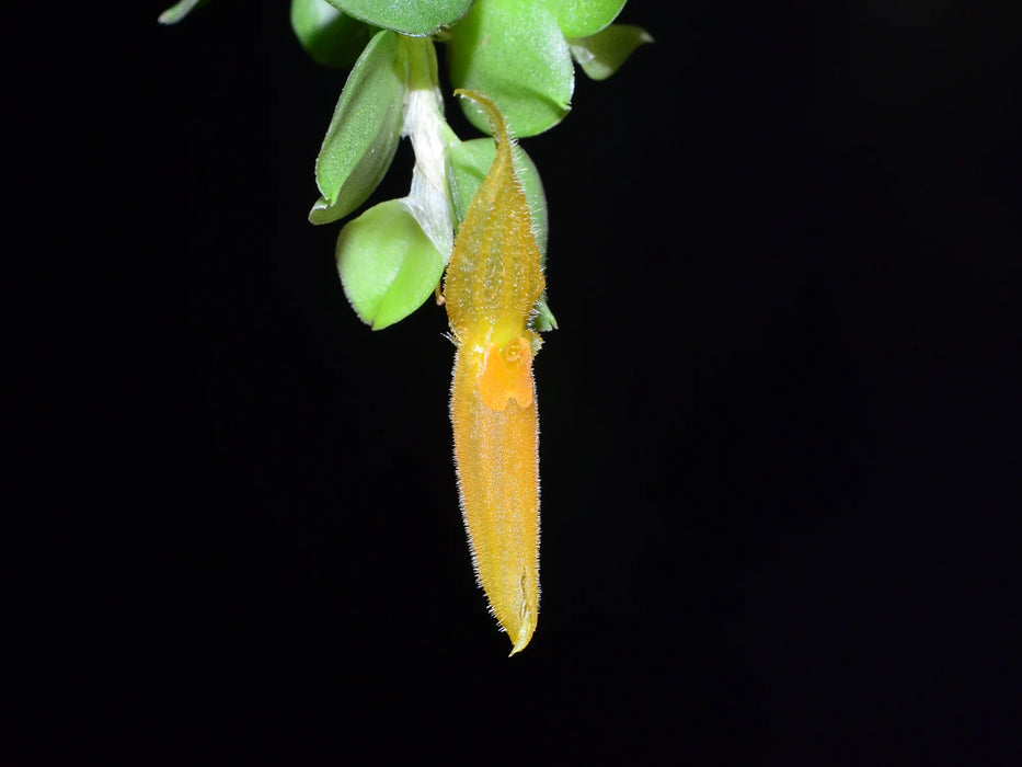 Andinia lappacea orange x yellow