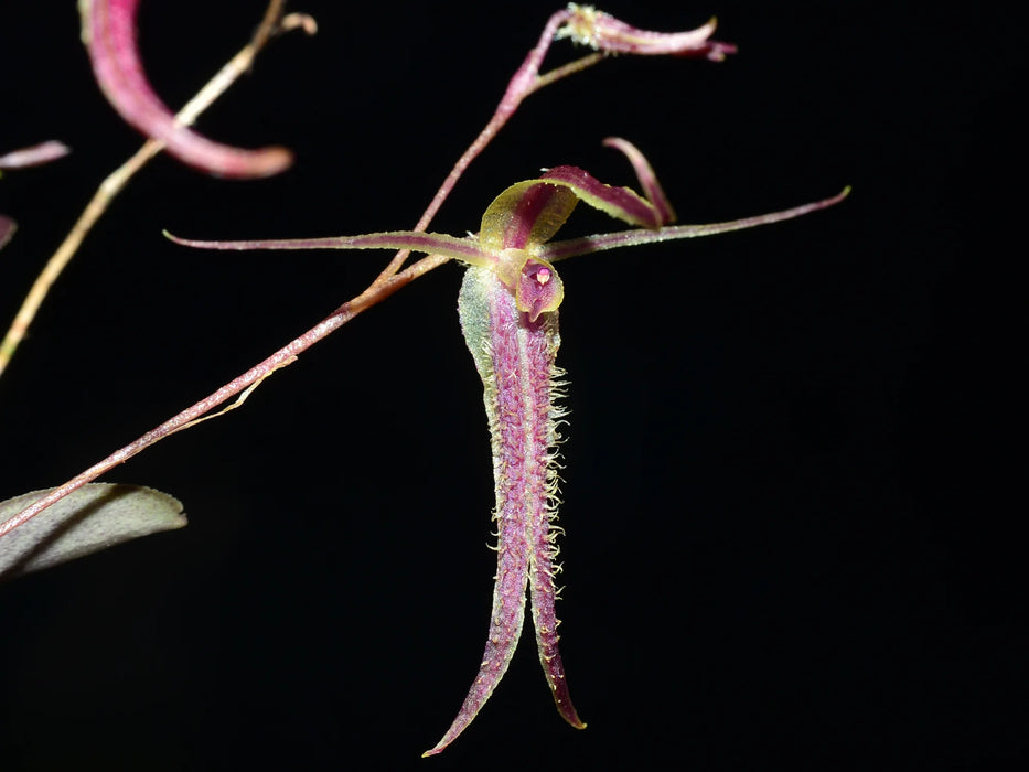 Andinia schizopogon