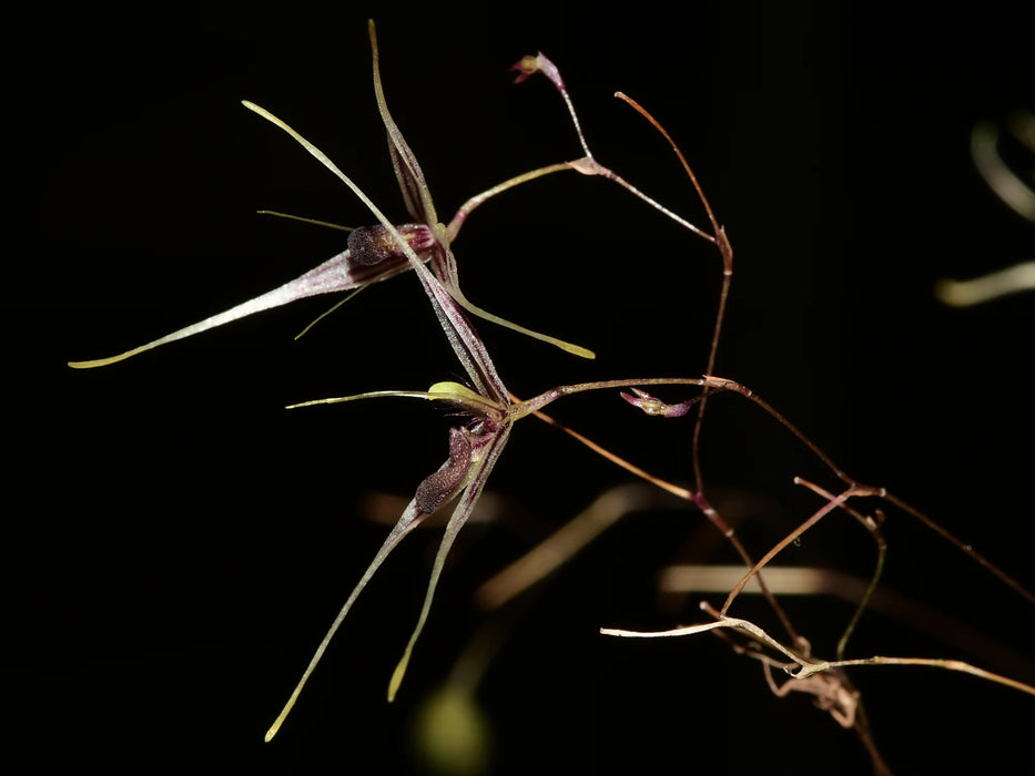 Andreettaea claviculata