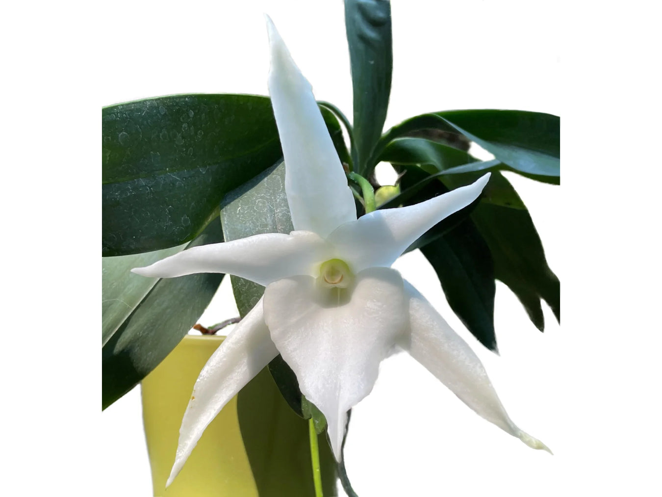 Angraecum hybrid