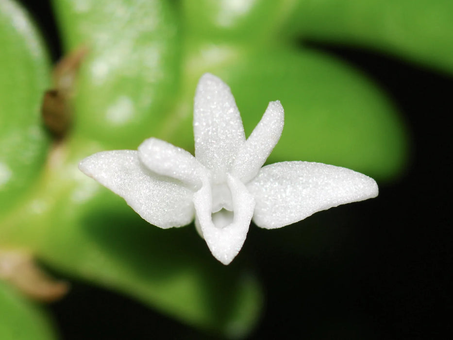 Angraecum distichum