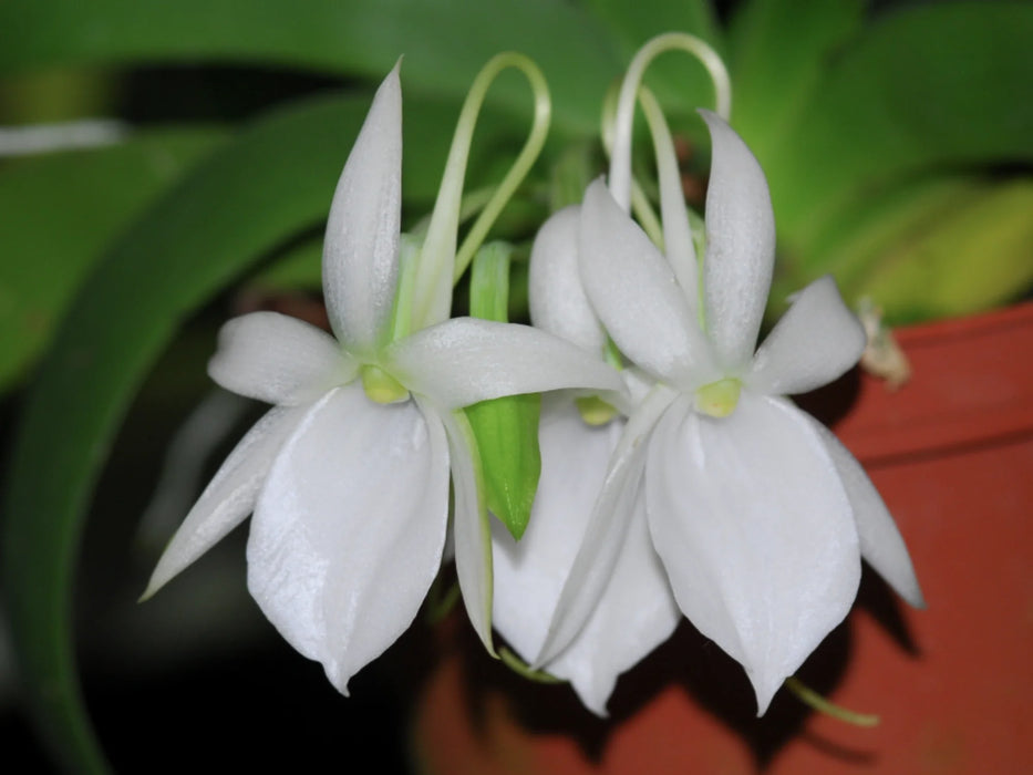 Angraecum leonis comoro