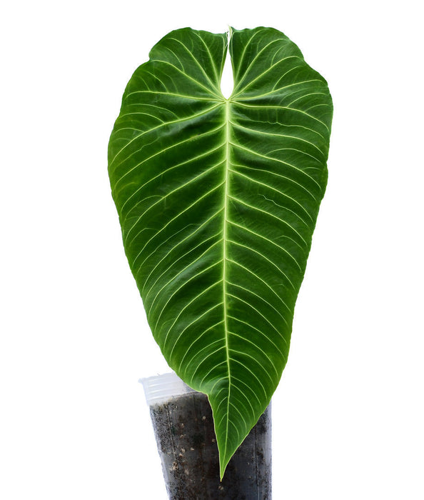 Anthurium queremalense