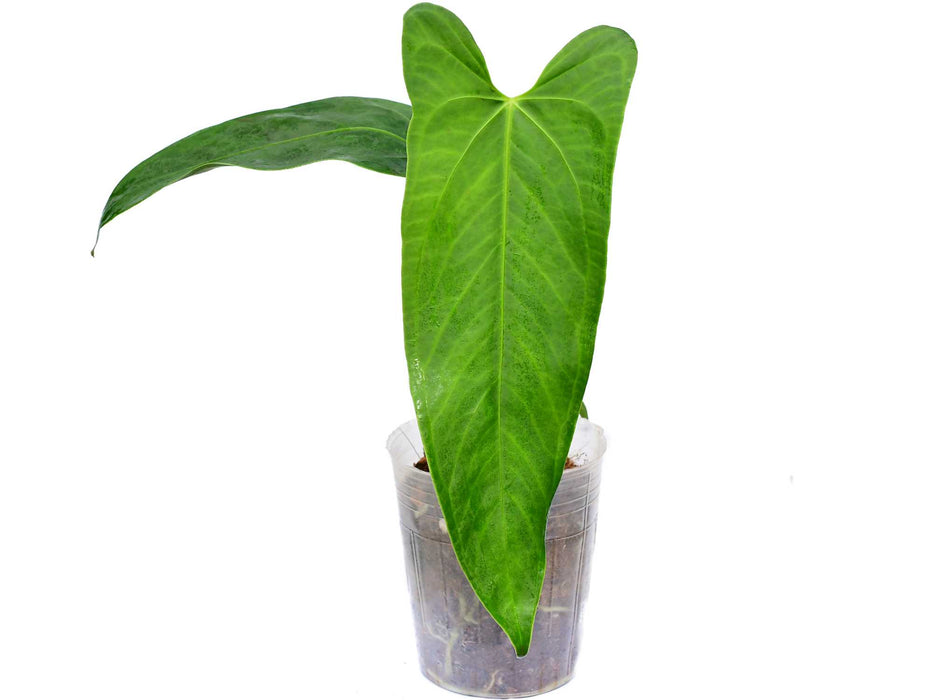 Anthurium Dr. Kiat Tan