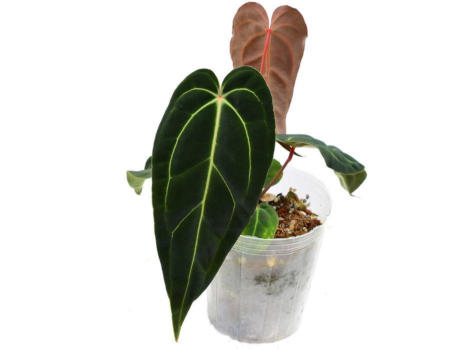 Anthurium Dr. Tom Croat 'Inverse crossing'