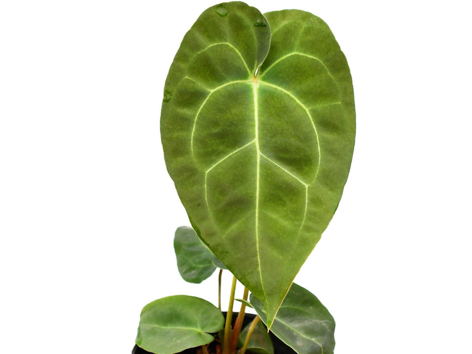 Anthurium Ecuagenera Green Soul