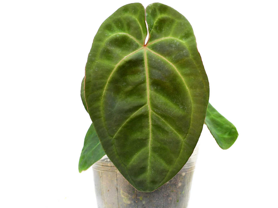 Anthurium Ecuagenera Green Soul 'Fantasy' Inverse crossing