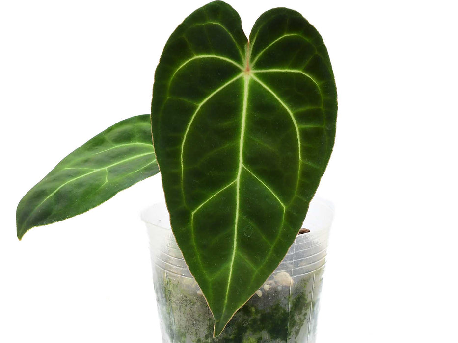 Anthurium Ecuagenera Green Soul 'Inverse crossing'