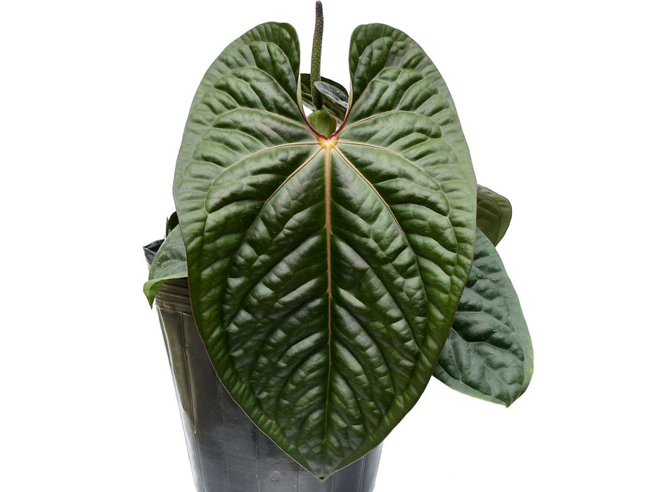 Anthurium Ecuagenera Jubilee