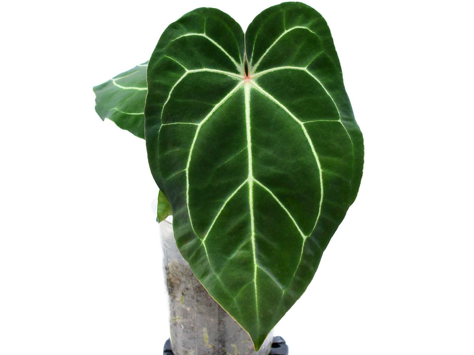 Anthurium Eureka